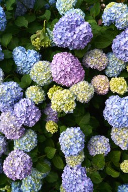 Yeşil bir ortanca çalısı üzerinde büyük çiçekler. Yakın plan.