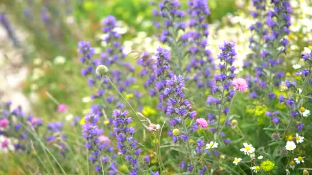 Bin samlar nektar från vilda blommor. Närbild — Stockvideo