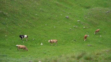 Kuzey Karadağ 'da bir vadide inekler otluyor