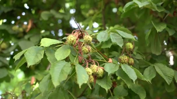 Thorny häst kastanjer växa på träd grenar — Stockvideo