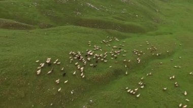 Kuzey Karadağ 'daki dağlarda koyunlar otlaktan geçiyor. Durmitor Ulusal Parkı