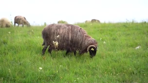 Ram füvet és vadvirágokat rágcsál a zöld gyepen — Stock videók
