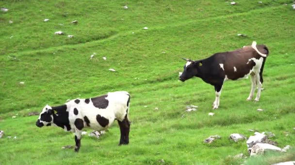 Spottade kor betar i en bergsdal — Stockvideo