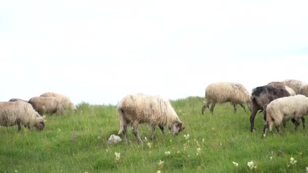 Herd van grazende schapen op een groen grasveld — Stockvideo