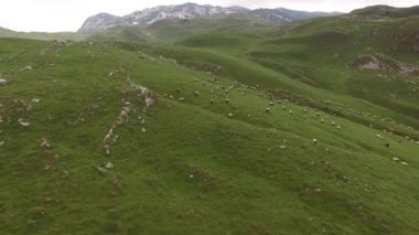 Karadağ 'ın kuzeyindeki dağlarda koyun otlatıyorlar. Durmitor Ulusal Parkı