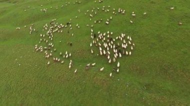 Kuzey Karadağ 'daki dağların arasından koyunlar geçiyor. Durmitor Ulusal Parkı