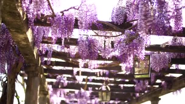 Фіолетові квіти вішаються з дерев'яних балок патіо — стокове відео