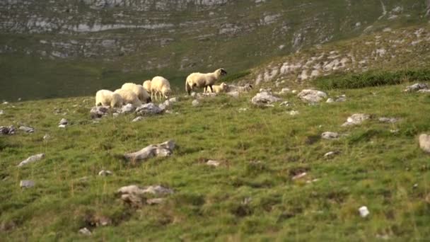 Ovelhas pastam em um pasto verde nas montanhas de Montenegro — Vídeo de Stock