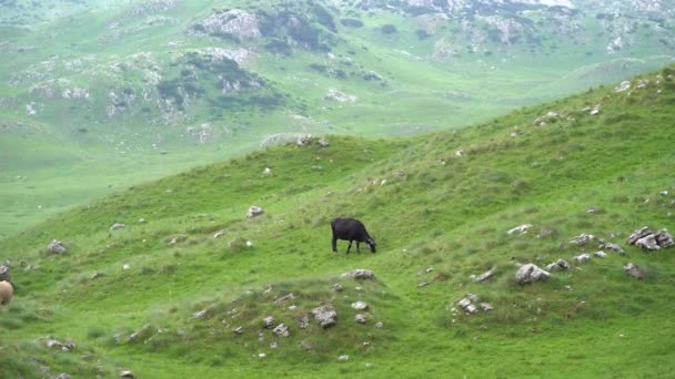 Cow eating grass in a green mountain valley — Stock Video