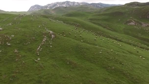 Τα πρόβατα βόσκουν στα βουνά στα βόρεια του Μαυροβουνίου. Εθνικό Πάρκο Durmitor — Αρχείο Βίντεο