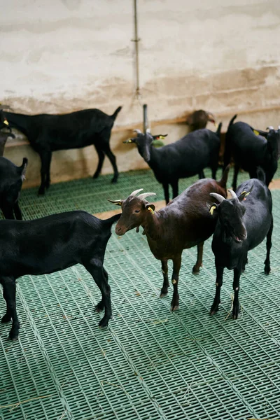 검은 염소들 이 실내 농장 바닥에 서 있다 — 스톡 사진