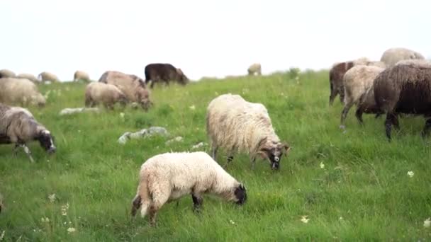 Flock av får äter gräs och vilda blommor på gräsmattan — Stockvideo