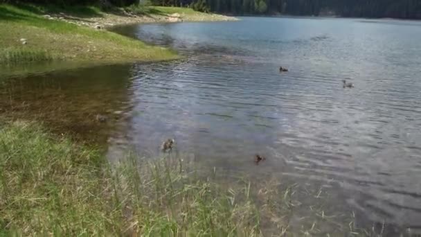 Ducks eat food that is thrown to them at Black Lake. Durmitor National Park — Stock Video
