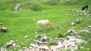İnekler çayırlarda yürür ve yeşil vadide otlarlar.
