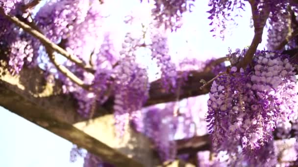 Purple wisteria flowers on wooden patio beams — Stock Video