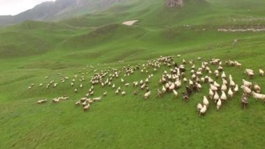 Kuzey Karadağ 'daki dağlardan koyun sürüsü geçiyor. Durmitor Ulusal Parkı