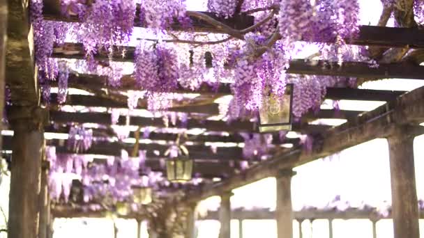 Фиолетовые цветы Вистерии, висящие на деревянных балках патио, раскачиваются на ветру — стоковое видео