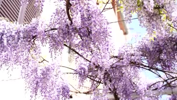 Blooming purple wisteria sways in the wind hanging from wooden beams — Stock Video