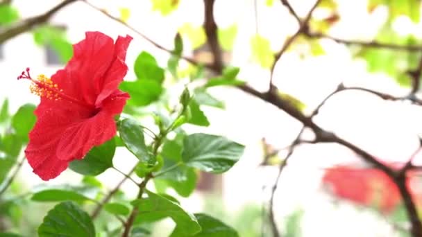 Rode hibiscus bloem zwaaiend in de wind — Stockvideo