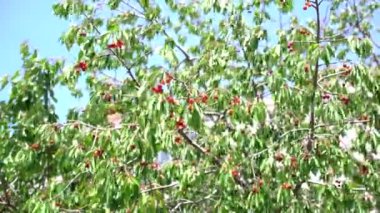 Yeşil ağaçtaki kırmızı kirazlar rüzgarda dalgalanıyor.