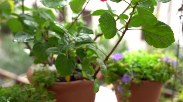 Красный цветок гибискуса, растущий в горшке на балконе — стоковое видео