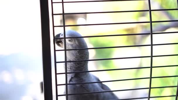 Papağan kafesin etrafında yürür ve kafes parmaklıklarında gagasını kırar. — Stok video