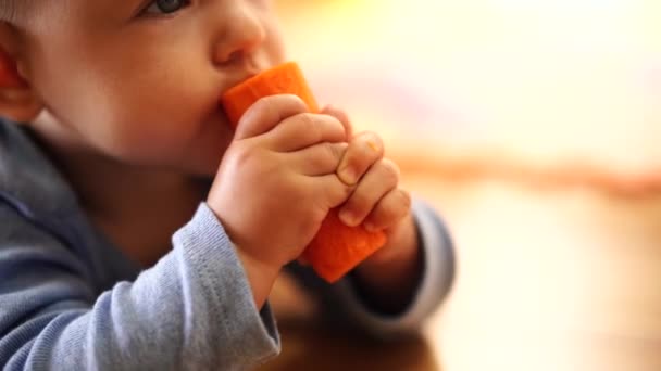 Petit enfant ronge une carotte, la tenant de ses mains — Video