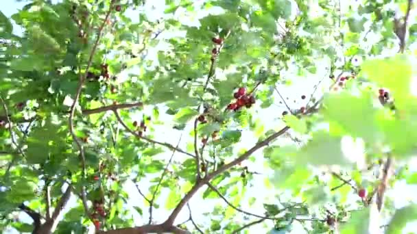 Sterke wind zwaait groene takken met rijpe kersen — Stockvideo