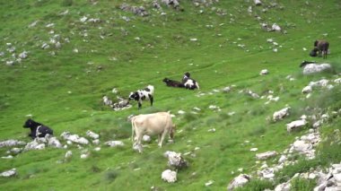 İnekler yeşil bir vadide çimlerde dinleniyor.