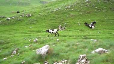 Benekli inekler dağdaki bir vadide otlakta yürüyorlar.