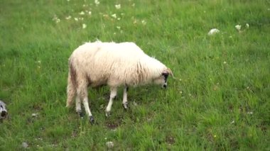 Koyunlar yeşil bir çimenlikte çim ve kır çiçekleri yer.