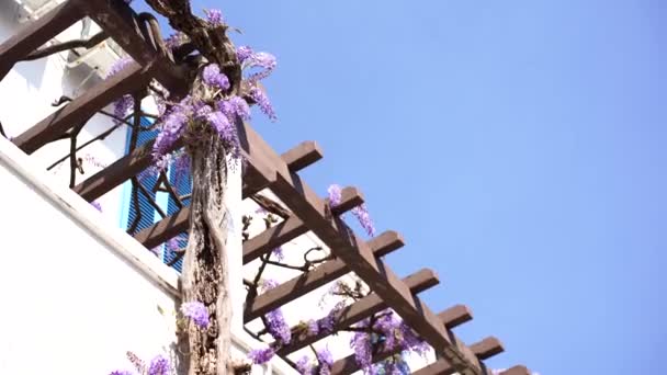 Înflorirea wisteria violet se leagă în vânt agățat de grinzile de lemn ale casei — Videoclip de stoc