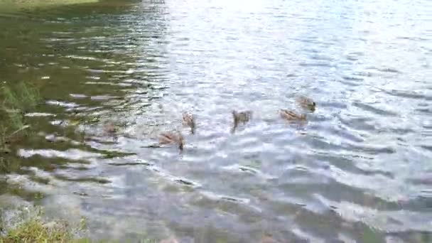 Утки плавают по Черному озеру и едят пищу. Дурмитор — стоковое видео