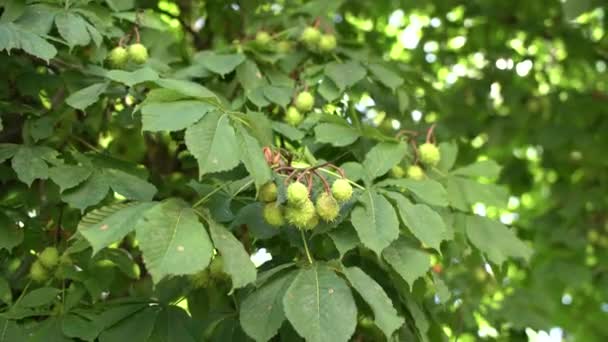 Zonnestralen schijnen door het groene gebladerte van de kastanjes — Stockvideo