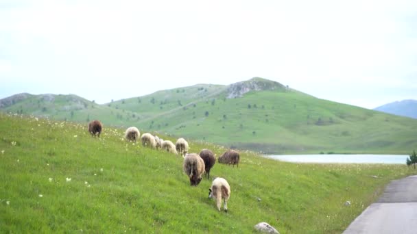 Hjord av betande får på en grön gräsmatta i bergen. Bakifrån — Stockvideo