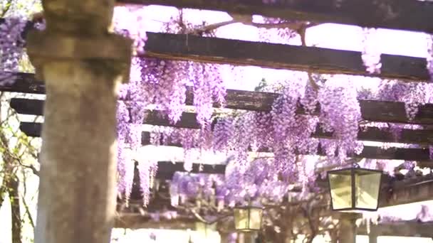 나무로 만든 안뜰을 엮어 놓은 자주색 꽃들이 피는 모습 — 비디오