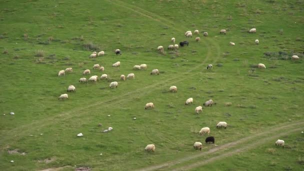 Kudde schapen die grazen in een weiland in de vallei — Stockvideo