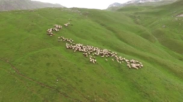 Herd of sheep grazes in the mountains in northern Montenegro. Durmitor National Park — Stock Video