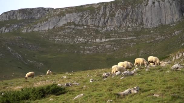 Karadağ 'ın yeşil dağlarında koyunlar otluyor — Stok video