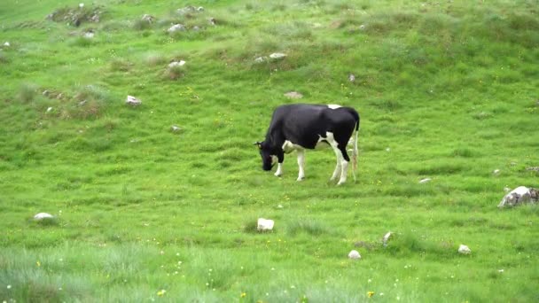 İnek otlakta yürür ve yeşil otları yer. — Stok video