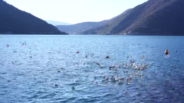 Um bando de gaivotas voa sobre o mar — Vídeo de Stock