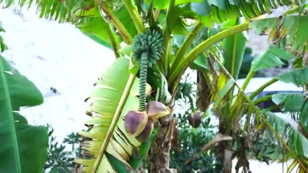 Бананы растут на зеленой пальме — стоковое видео