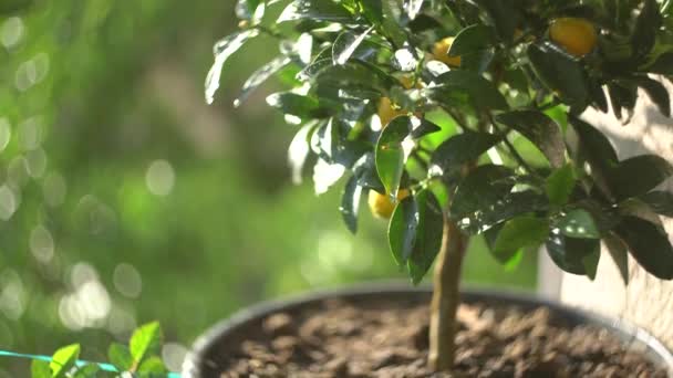 Зеленое дерево с желтыми кумкватами, растущими в кастрюле — стоковое видео