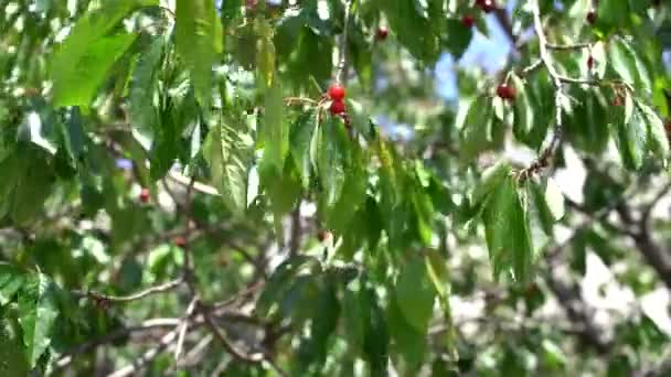 Rüzgar yeşil dalları olgun kırmızı kirazlarla sallıyor — Stok video