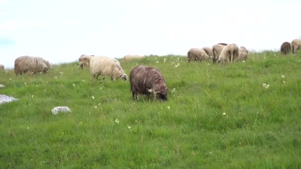 Kudde schapen graast op een groen grasveld in de bergen — Stockvideo