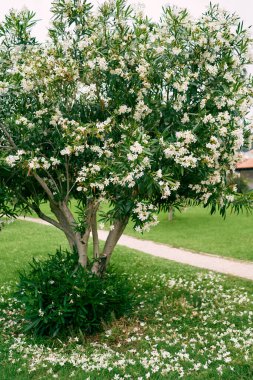 Çiçekli beyaz zakkum yeşil bir çimenlikte