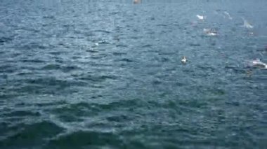 Martılar deniz kıyısında, dağların arka planında uçar.