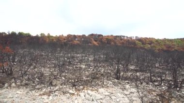 Karadağ 'ın dağlarında orman yangınlarından yanmış çalılar