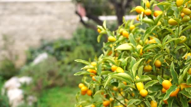 Groene boom met rijpe kumquats in de tuin — Stockvideo