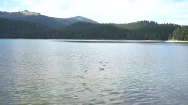 Ördekler Durmitor Ulusal Parkı 'nda Kara Göl' de yüzerler.